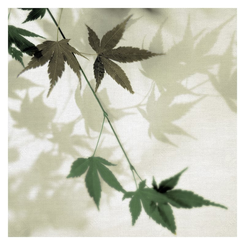 Japanese Maple #2 by Alan Blaustein Canvas Art Print