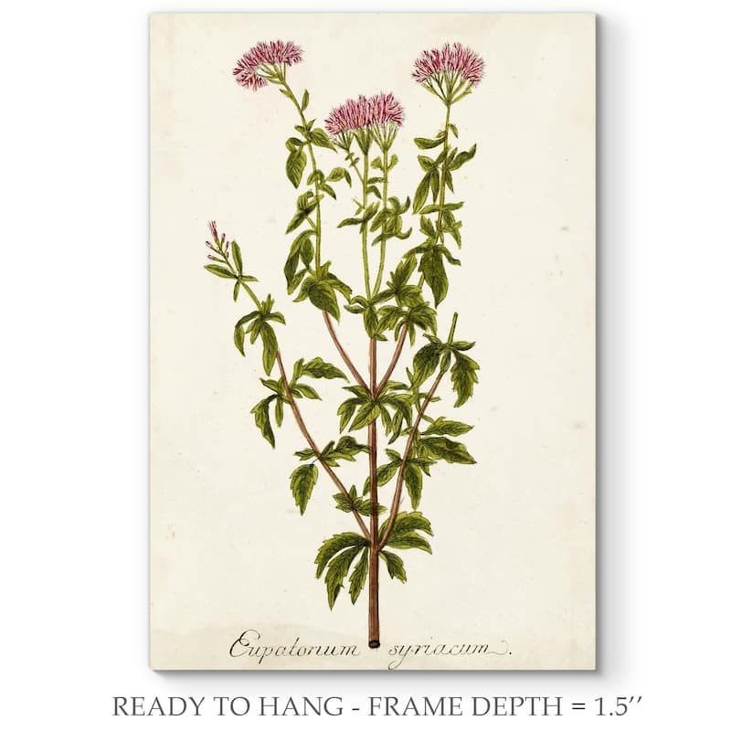 Antique Herb Botanical I -Premium Gallery Wrapped Canvas