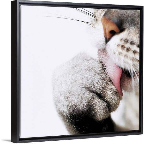 Shop Cat Cleaning Paw Close Up Black Float Frame Canvas Art