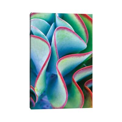 iCanvas "Tropical Succulent" by Dennis Frates Canvas Print