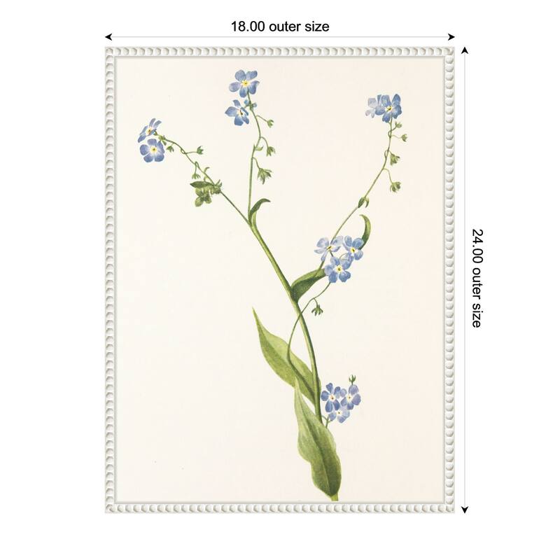 Bur Forget Me Not From North American Wildflowers (1925) by Mary Vaux Walcott (18 x 24 in.), Framed Canvas Wall Art Print