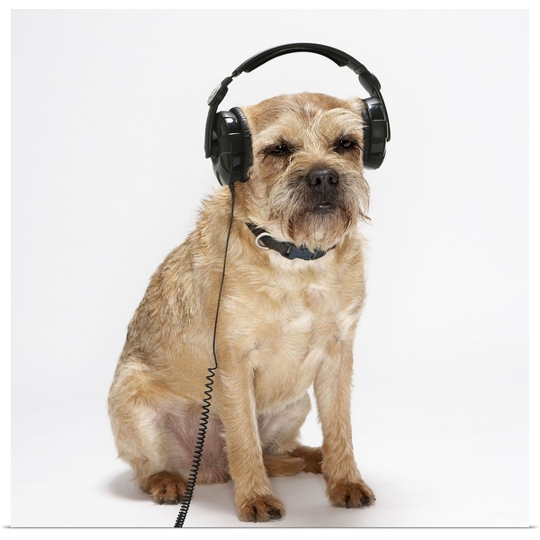 Dog with clearance earphones