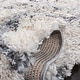 preview thumbnail 7 of 12, SAFAVIEH Fontana Shag Rosaleen Modern Abstract 2-inch Thick Rug