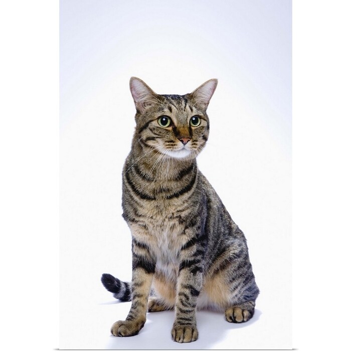 Shop Japanese Cat On White Background Poster Print On Sale