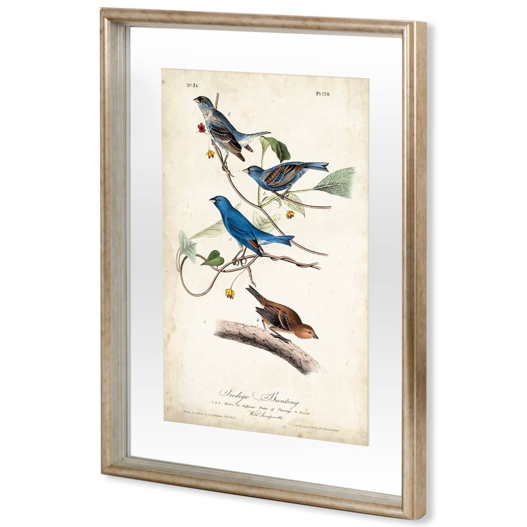 Mercana Custom Indigo Bunting (MC) by Audubon a Framed Art Print Matted under Glass