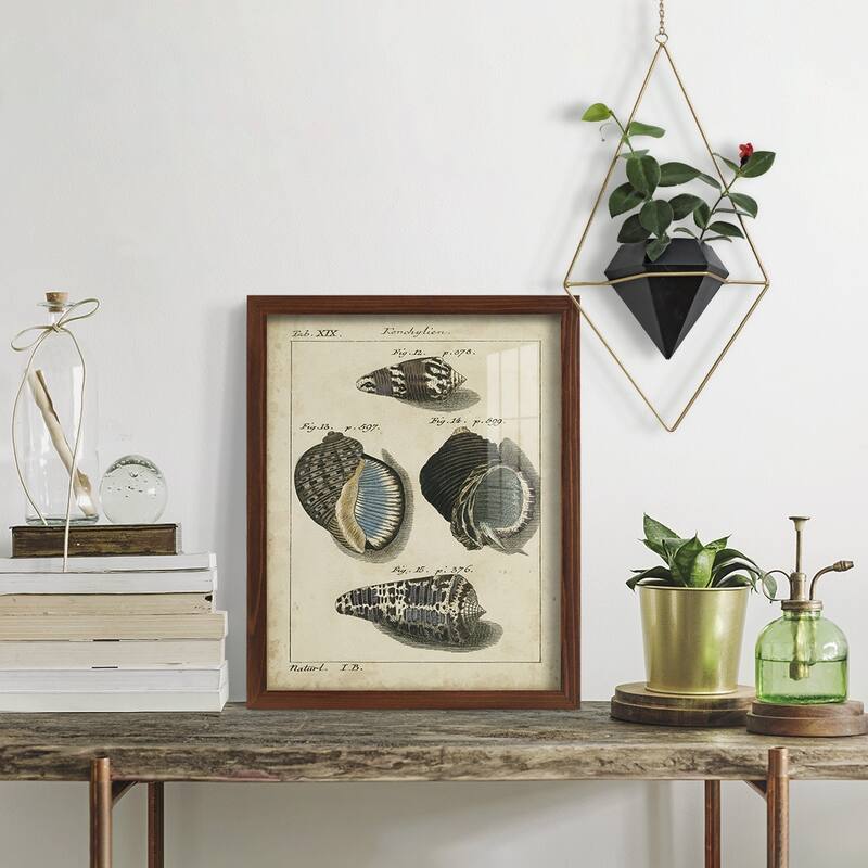 Vintage Shell Study III -Framed Print w/glass-Cherry Red