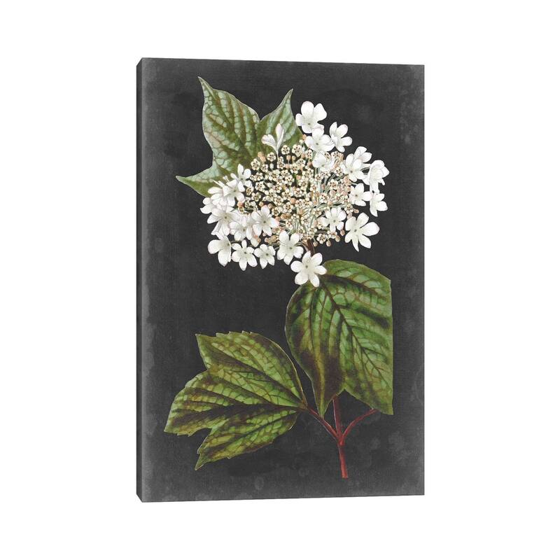 iCanvas "Dramatic White Flowers III" by Vision Studio Canvas Print