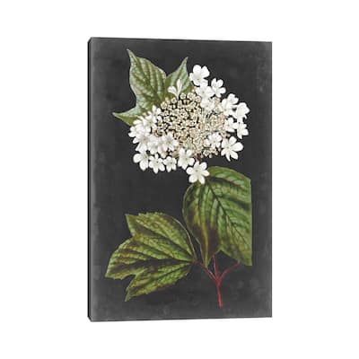 iCanvas "Dramatic White Flowers III" by Vision Studio Canvas Print