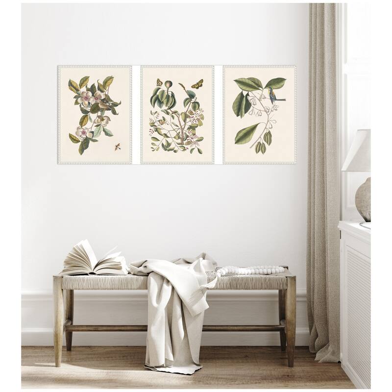 Kate and Laurel 1754 Mark Catesby Botanicals and Avian Studies 3 Piece Framed Canvas Wall Art Set by Nostalgia Prints