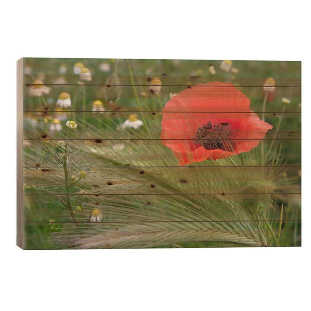 Lone Red Poppy, Tuscany Region, Italy Print On Wood by Adam Jones - Multi-Color