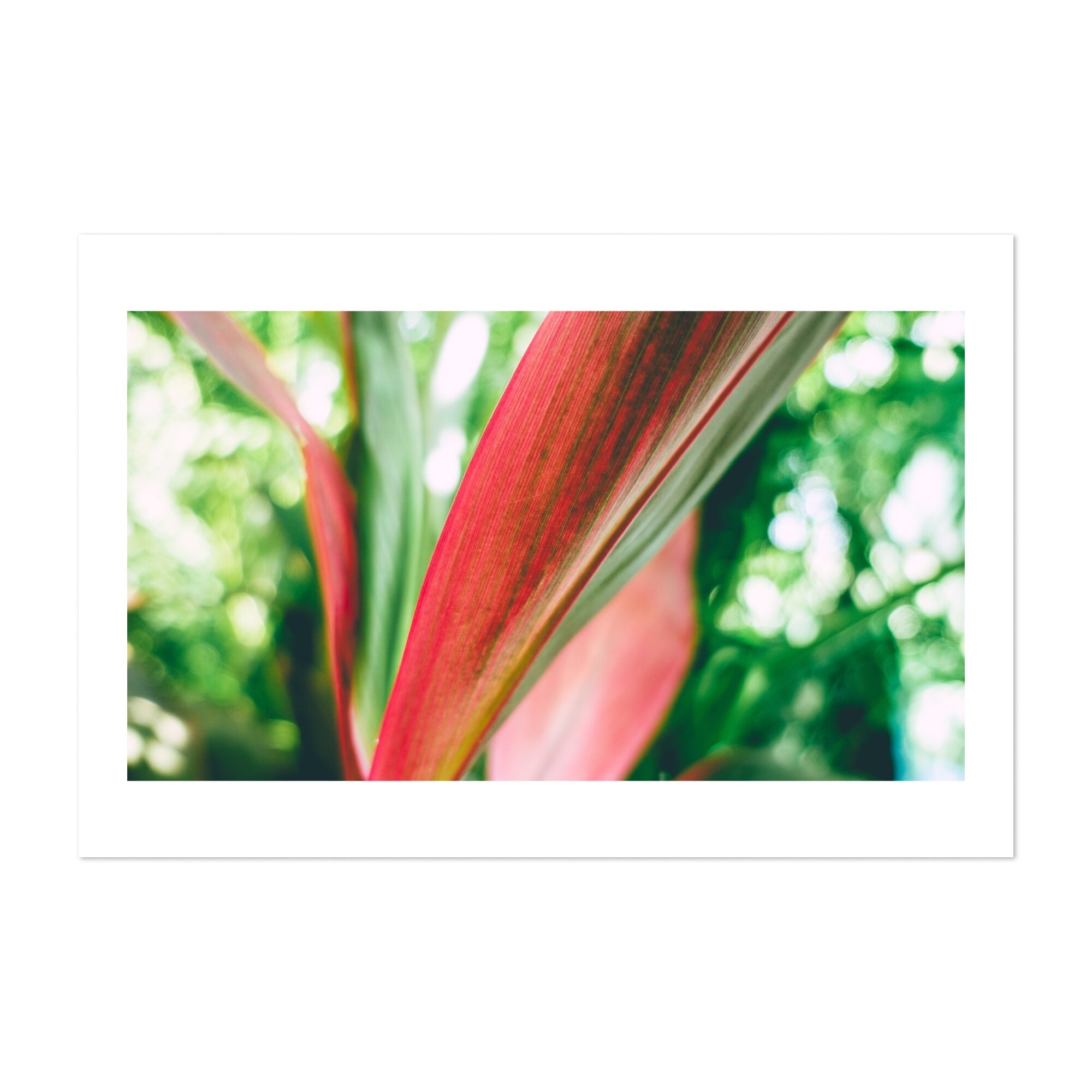 Goa India Whispers Photography Abstract Nature Art Print/Poster