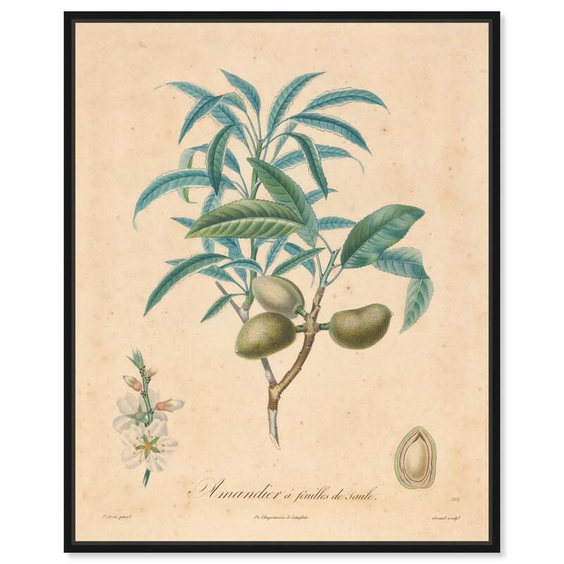 Almond of Georgia II Canvas by Art Remedy - Black - 24" x 30"