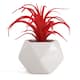 Option Red Tillandsia