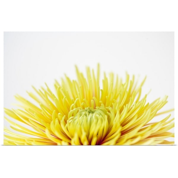 "Close up of Chrysanthemum flower head" Poster Print