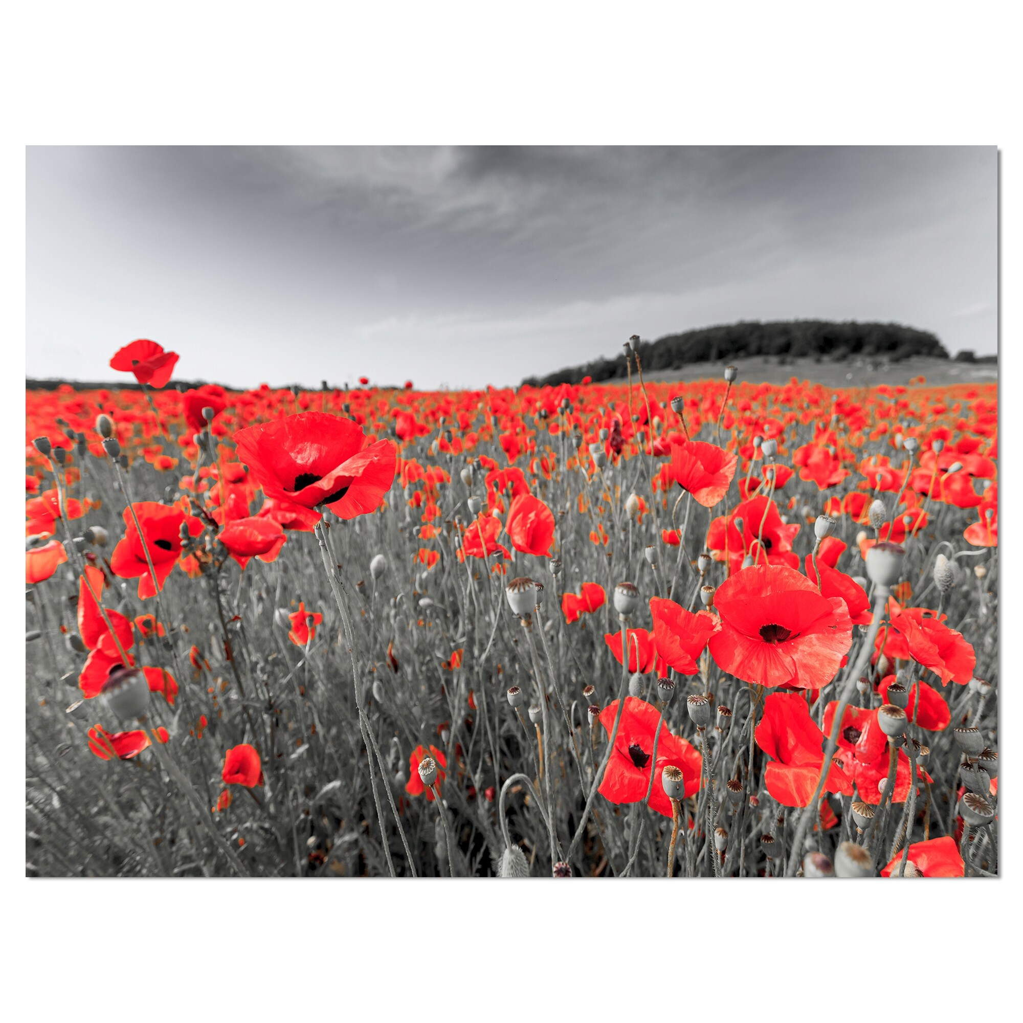 https://ak1.ostkcdn.com/images/products/is/images/direct/98984e51c34387ddd3c4fd79b87c1933f1d3cb9c/Designart-%27Red-Poppies-Field%27-Landscapes-Floral-Photographic-on-wrapped-Canvas.jpg