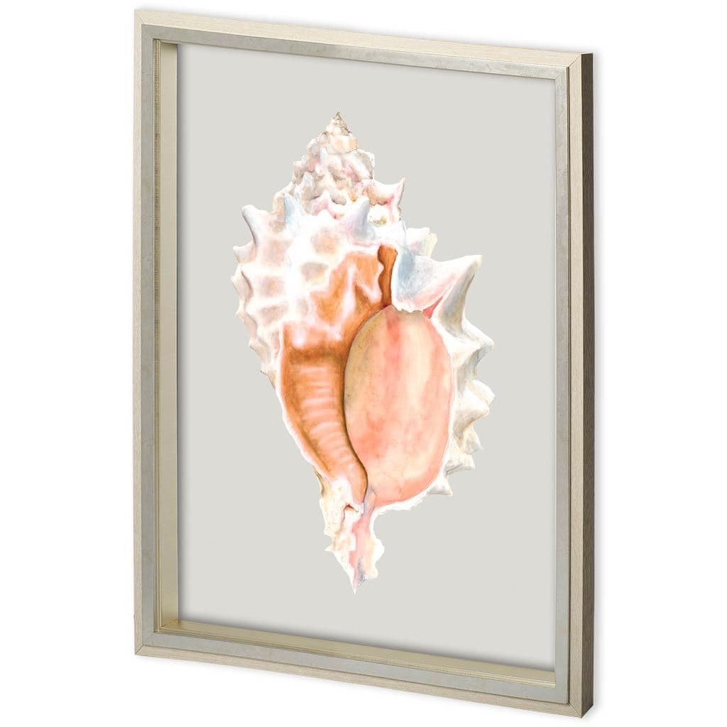 Custom Spider Conch by Maleki, Ferdos a Framed Art Print Matted under Glass