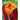 Van Zyverden Cannas Phaison Set of 6 Bulbs