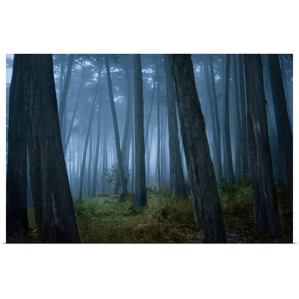 "Clearing in Cypress tree forest" Poster Print