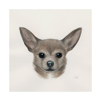 Charlote (Chihuahua) (30 x 30) Canvas Art Print