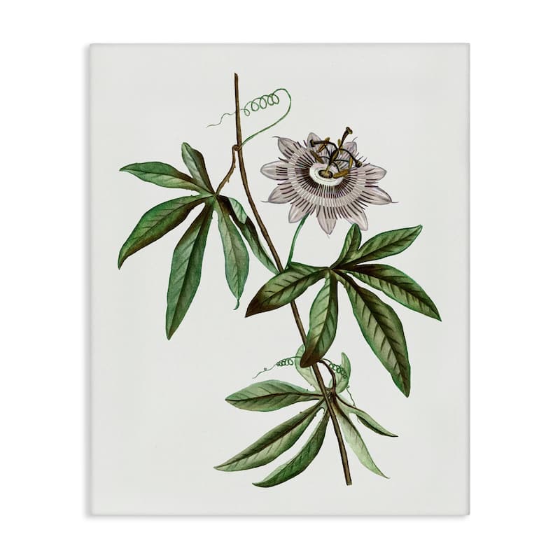 Stupell Vintage Circular Bloom Canvas Wall Art Design By CAD Designs - 36 x 48