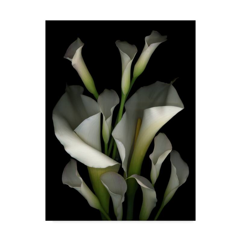 Susan S. Barmon 'White And Crystal Blue Callas 2' Canvas Art