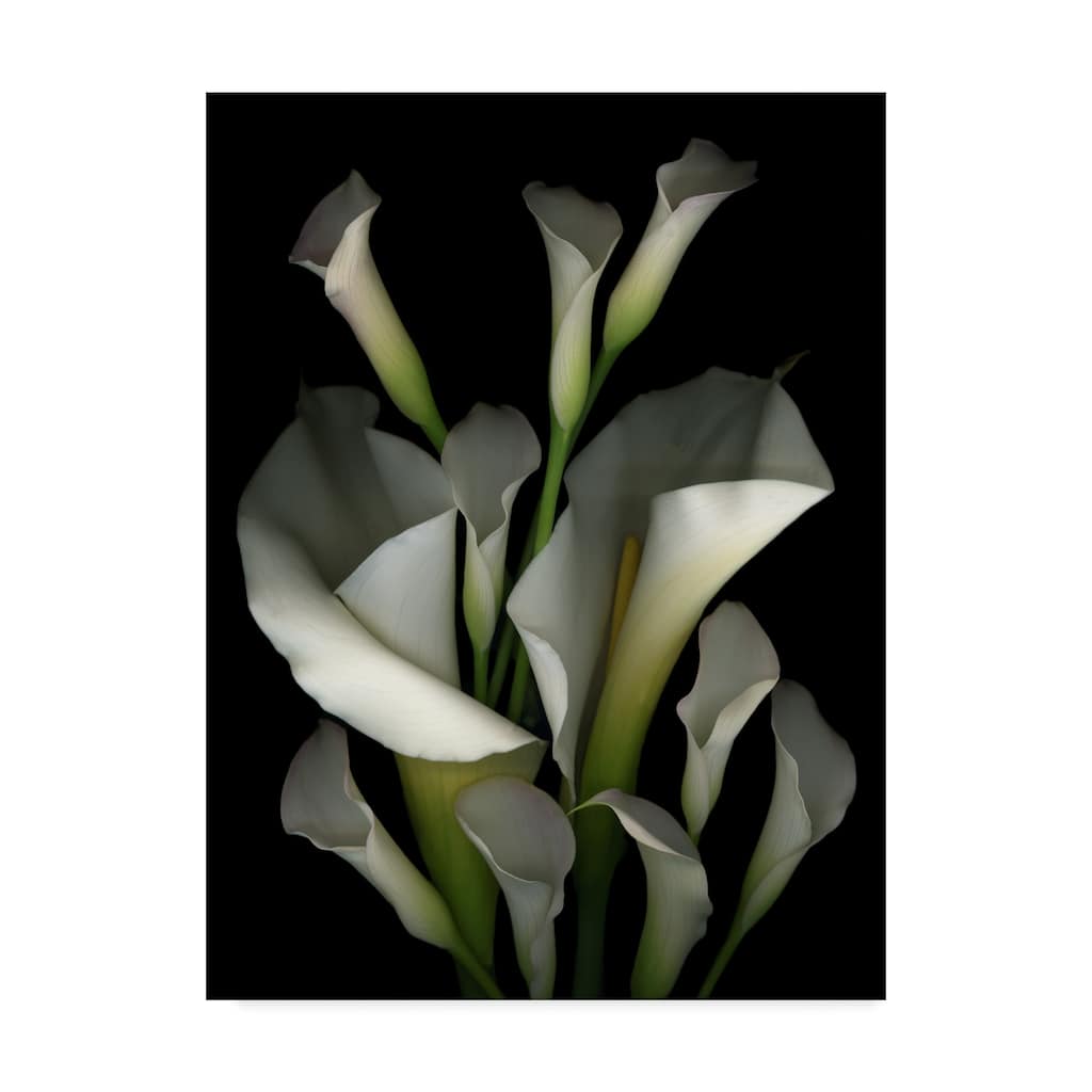 Susan S. Barmon 'White And Crystal Blue Callas 2' Canvas Art