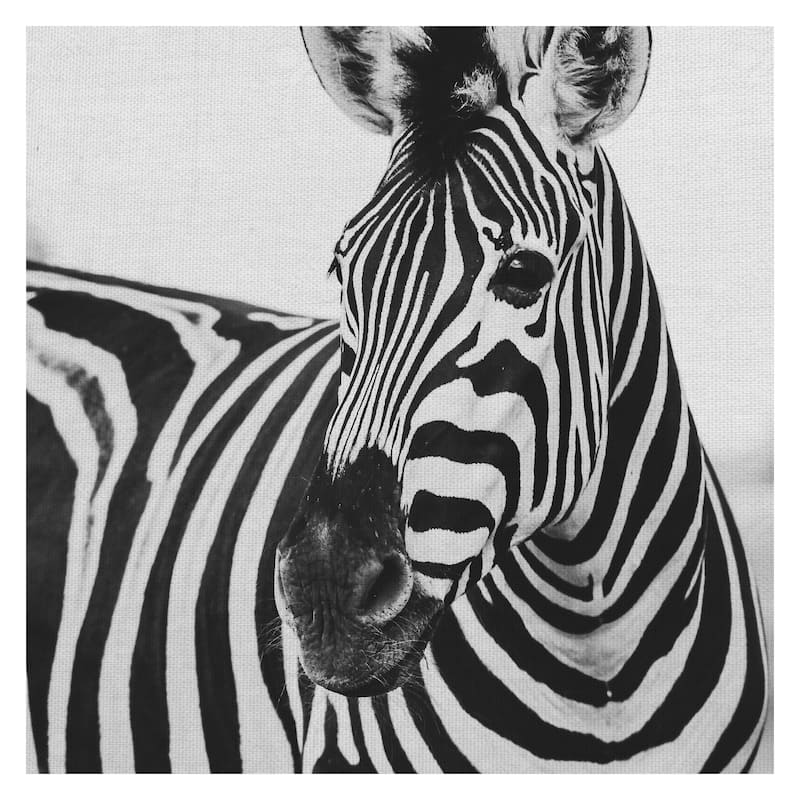 Zebra Close Up by Frida Bredesen Canvas Art Print
