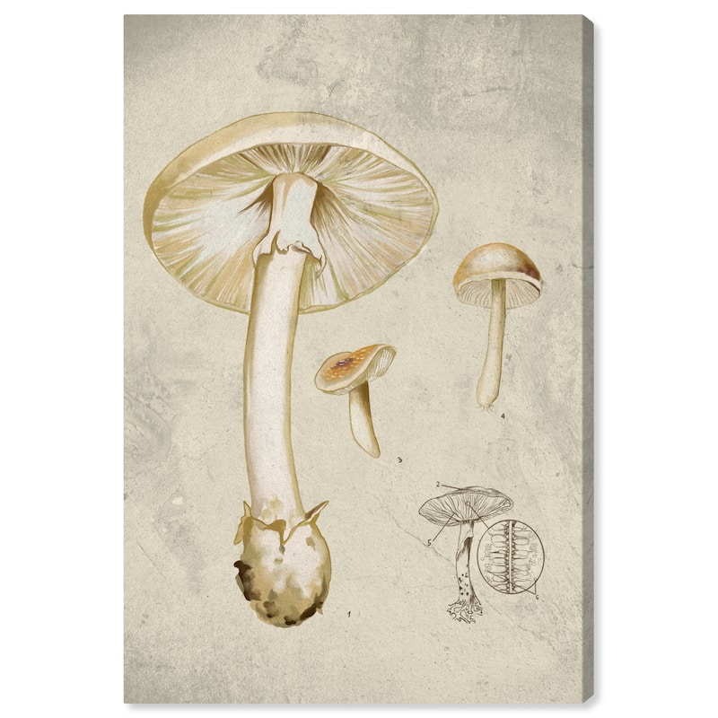 Wynwood Studio Canvas Floral and Botanical Mushroom Illustrated Notes White and Cream White Industrial Wall Art Canvas Print