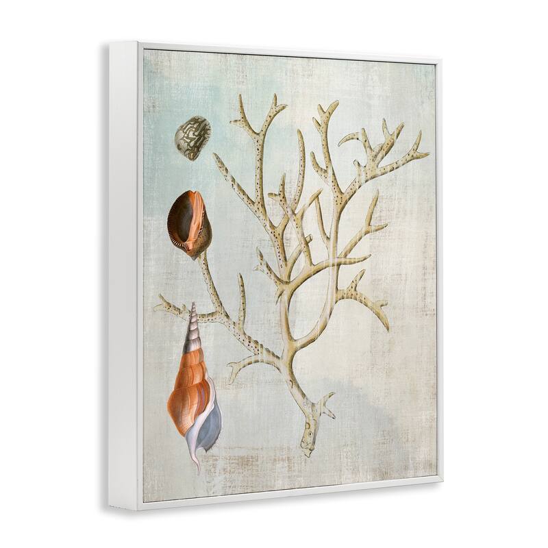 Stupell Seashells and Coral Branch Framed Giclee Art Design By Susan Arnot
