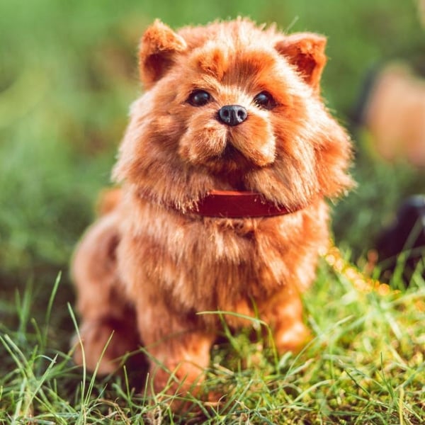 american girl pomeranian