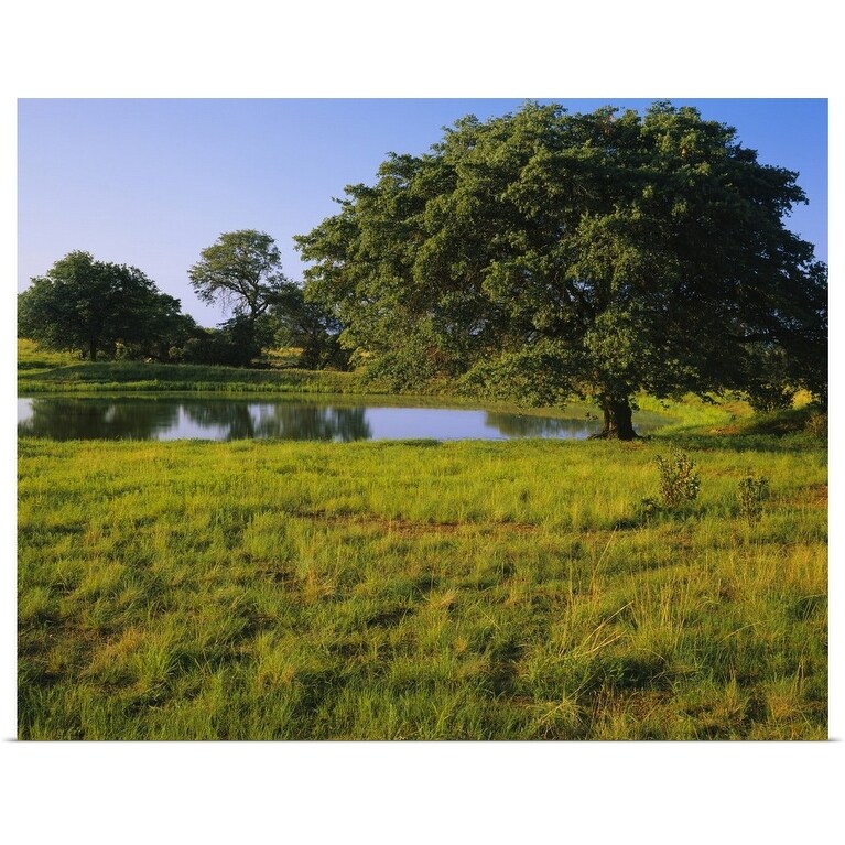 Shop Oak Tree In A Field Tucson San Rafael Valley Santa Cruz County Arizona Poster Print Overstock 16881800