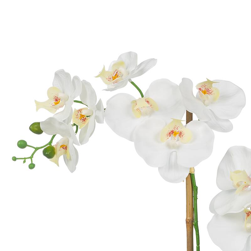 2 Stems Real Touch Phalaenopsis Plastic Orchids with Succulents in Pot - 23.23" H x 20.08" W x 10.04" D