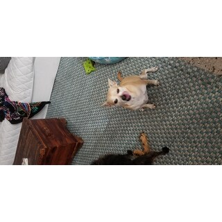 Safavieh Courtyard Judi Indoor/ Outdoor Rug