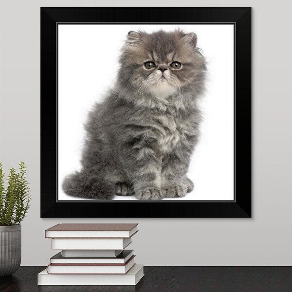 "Persian Kitten (2 months old) sitting" Black Framed Print