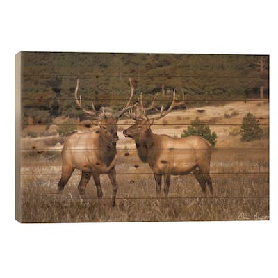 Elk Study IV Print On Wood by David Drost - Multi-Color