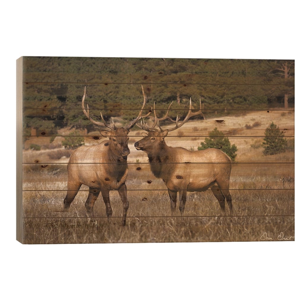Elk Study IV Print On Wood by David Drost - Multi-Color