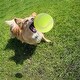 preview thumbnail 4 of 4, Dog Tennis Balls 20 Pack Pet Tennis Ball for Small Dogs Premium Fetch Toy Non-Toxic Non-Abrasive Material - 2"