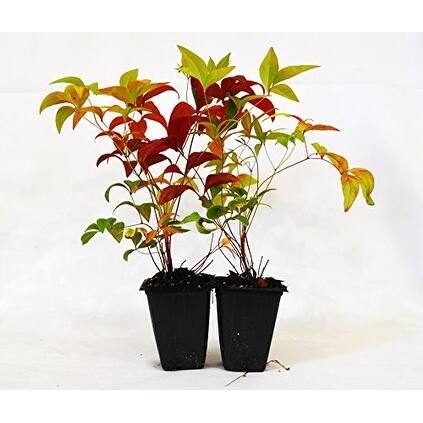 Shop 9greenbox Nandina Domestica Fire Power Heavenly Bamboo 2 Pack Free Shipping On Orders Over 45 Overstock 17936148