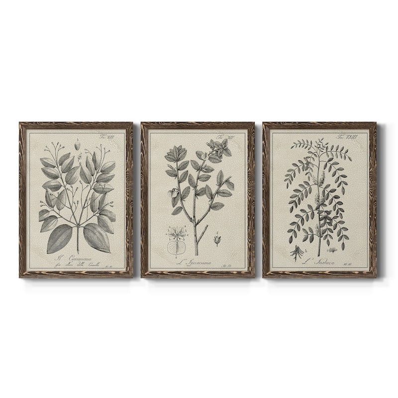 Antique Black & White Botanical VII-Premium Framed Canvas - Ready to Hang - Multi-Color