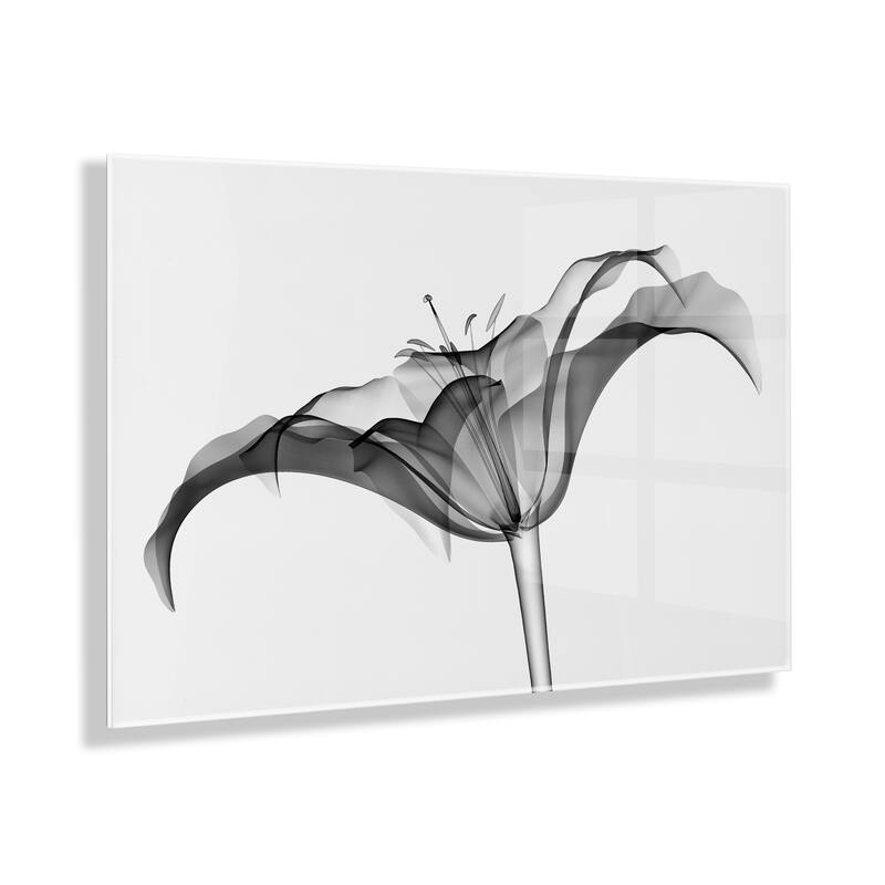 Kate and Laurel Lily X Ray Acrylic Art by The Creative Bunch Studio - 23x31