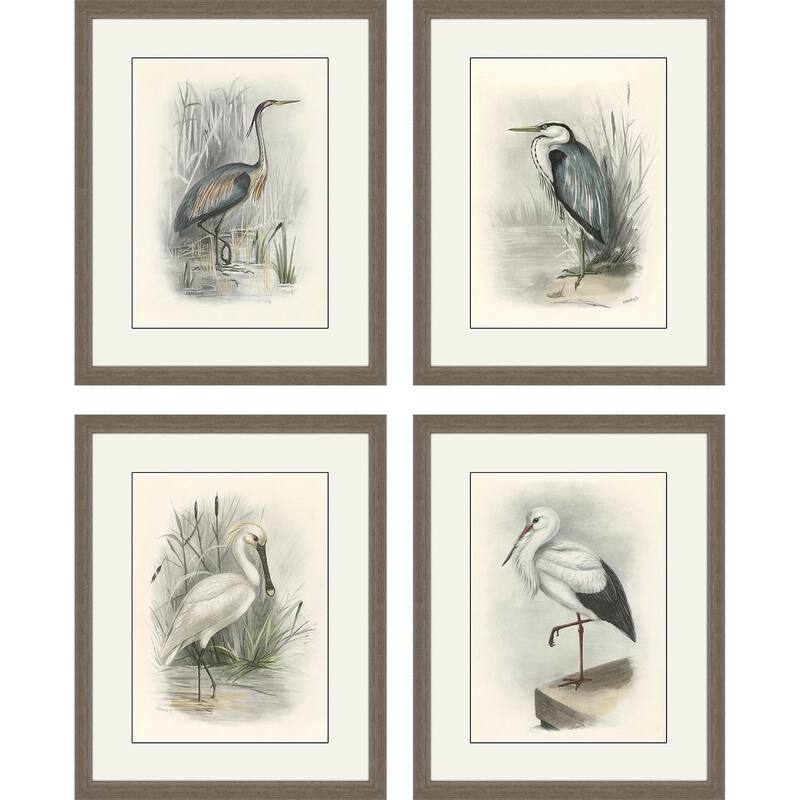 Birds S/4 Framed Art Giclee Under Glass - Grey - 22 X 18 X 2