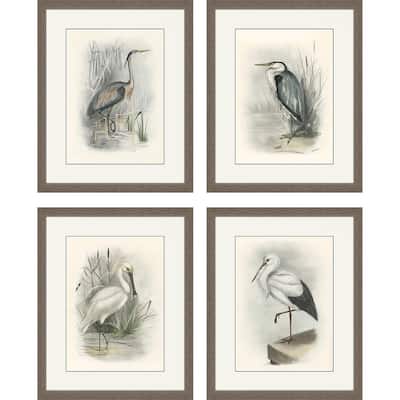 Birds S/4 Framed Art Giclee Under Glass - Grey