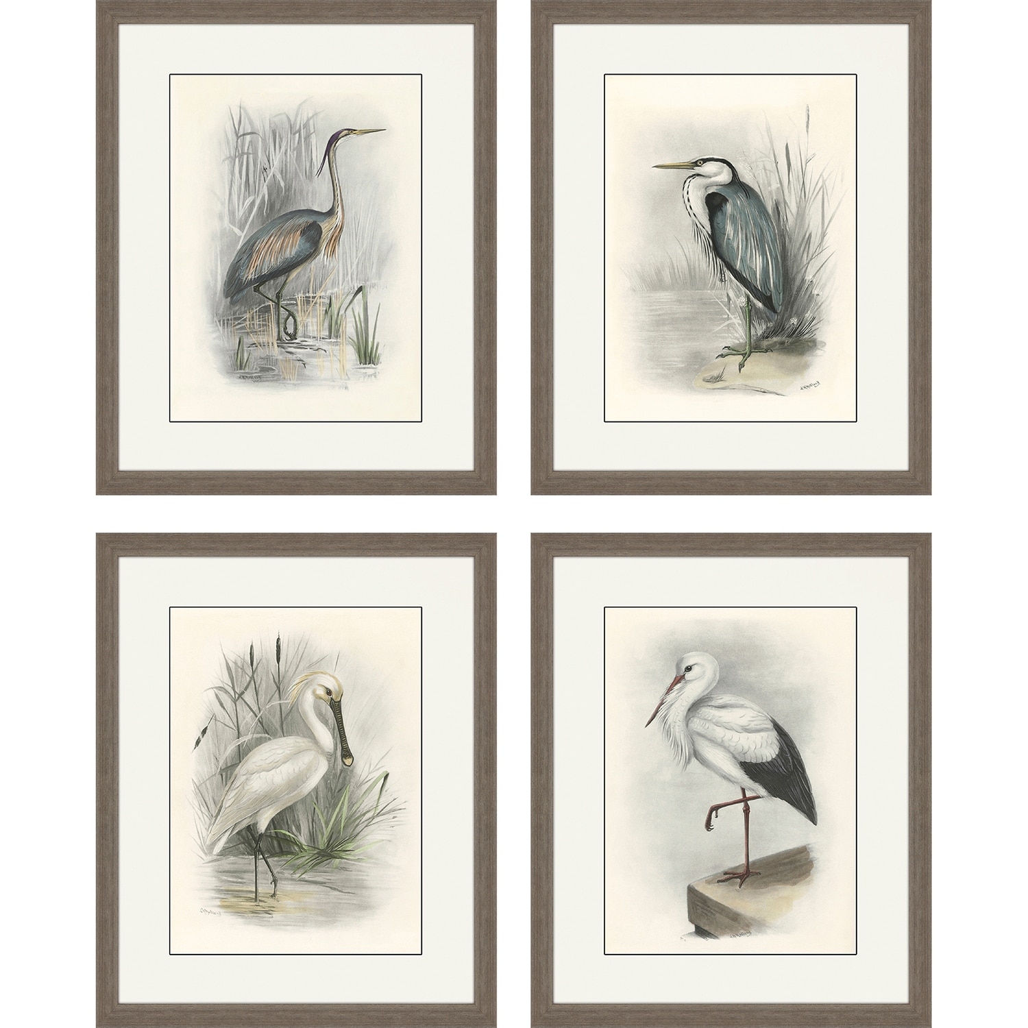 Birds S/4 Framed Art Giclee Under Glass