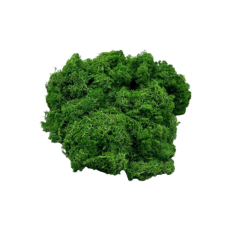 Preserved Reindeer Moss in Multiple Colors