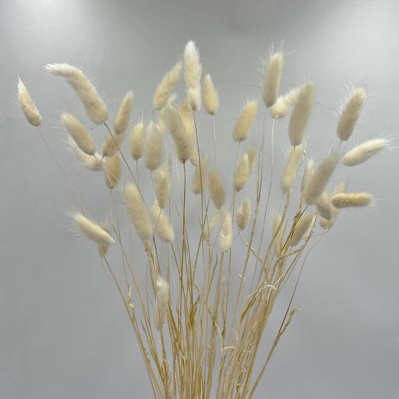 Bundle of 4 Bunch Dried Bunny Tails Grass-20-24" apx 1 oz - 20 to 24 inch