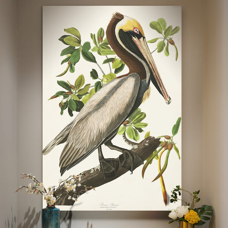 Pl 251 Brown Pelican -Premium Gallery Wrapped Canvas