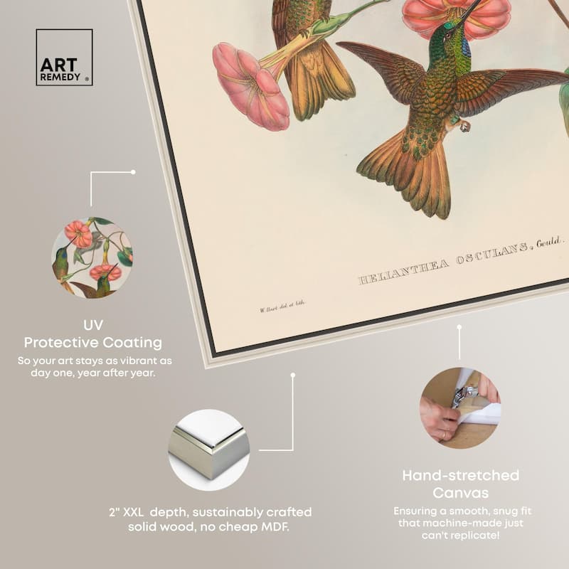 Gould's Hummingbirds Canvas by Art Remedy