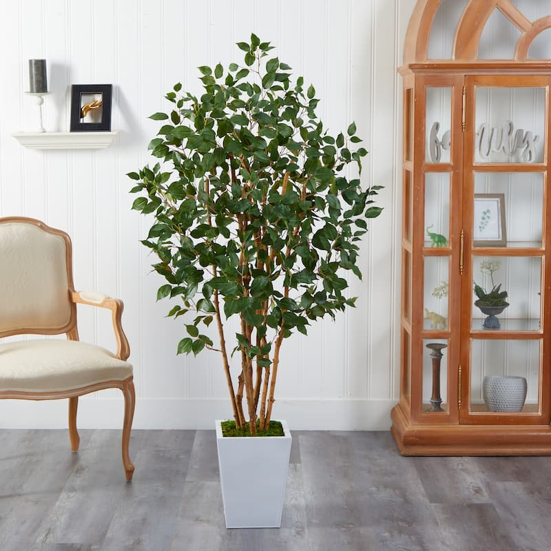 5.5' Ficus Bushy Artificial Tree in White Metal Planter - 15"