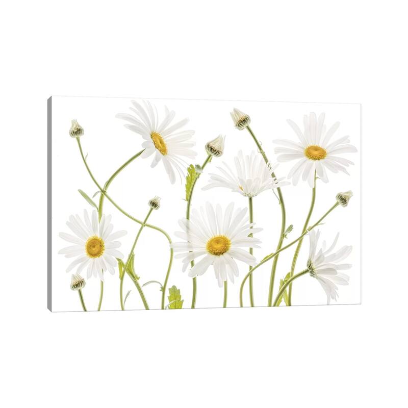 iCanvas "Ox Eye Daisies" by Mandy Disher Canvas Print