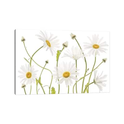 iCanvas "Ox Eye Daisies" by Mandy Disher Canvas Print